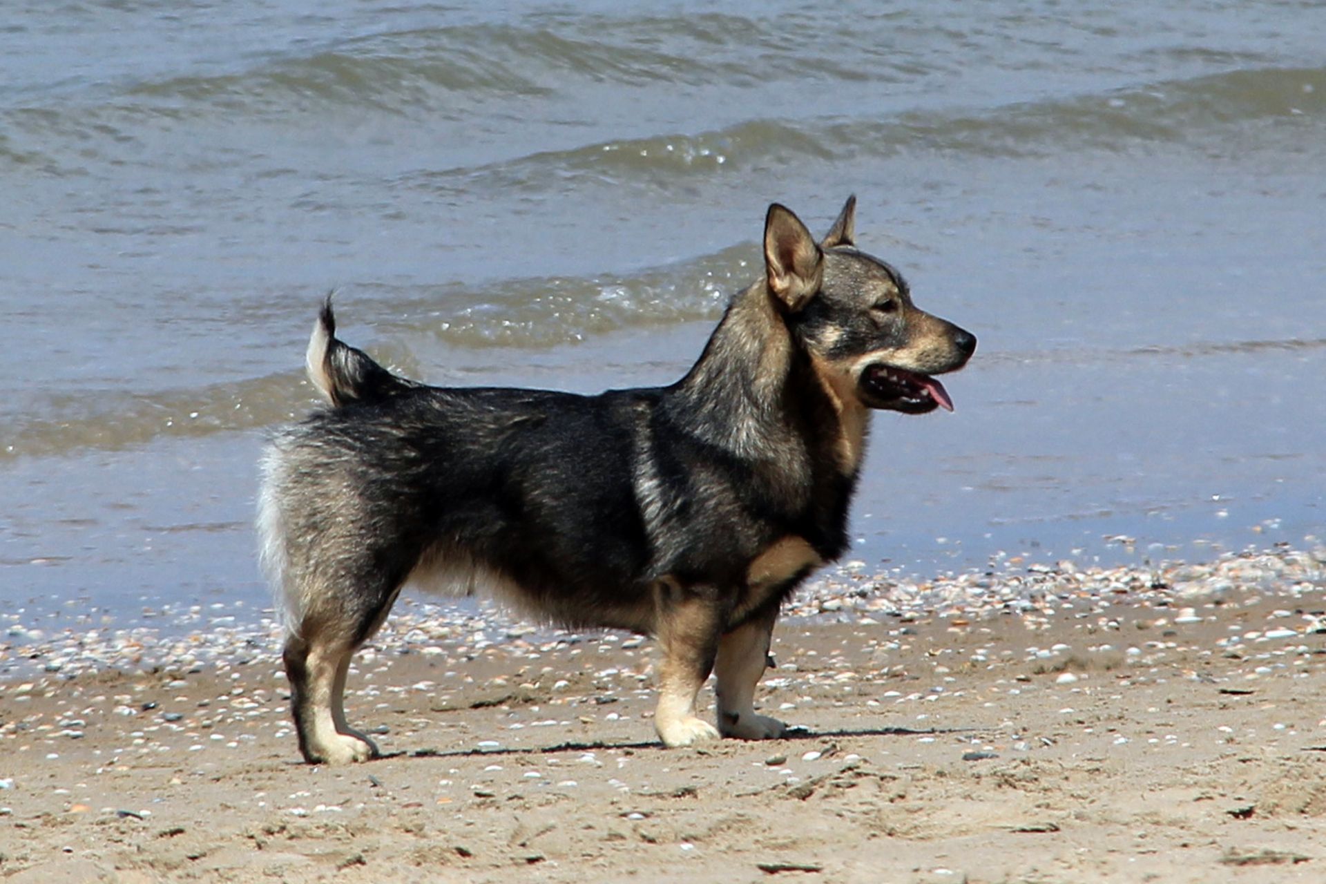 A strand poseert